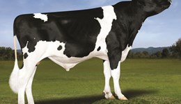 Autumn Calving Index reveals high milk solids transmitters